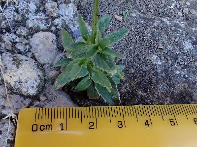 Nemesia fruticans