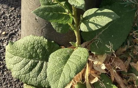 Verbascum chaixii