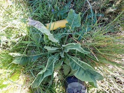 Verbascum speciosum (1)