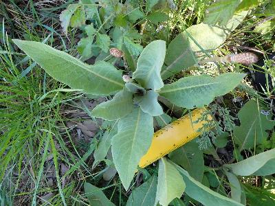 Verbascum speciosum (2)