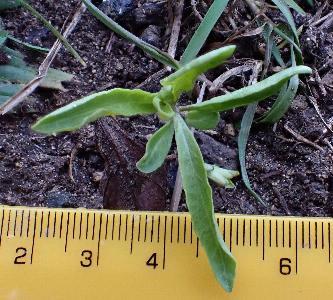 Lycium chinense (1)