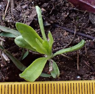 Lycium chinense (2)