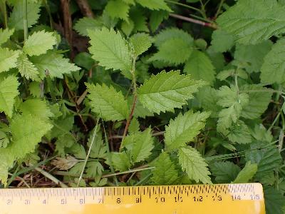 Ulmus procera