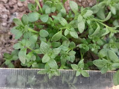 Linaria arenaria
