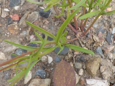 Linaria maroccana