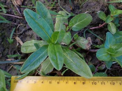 Veronica anagallis-aquatica