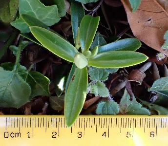 Veronica brachysiphon