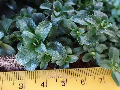 Veronica repens