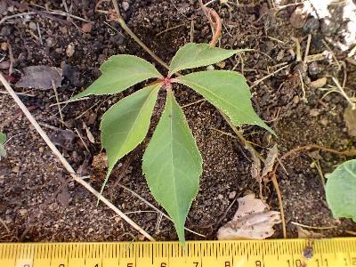 Parthenocissus quinquefolia