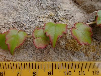 Parthenocissus tricuspidata