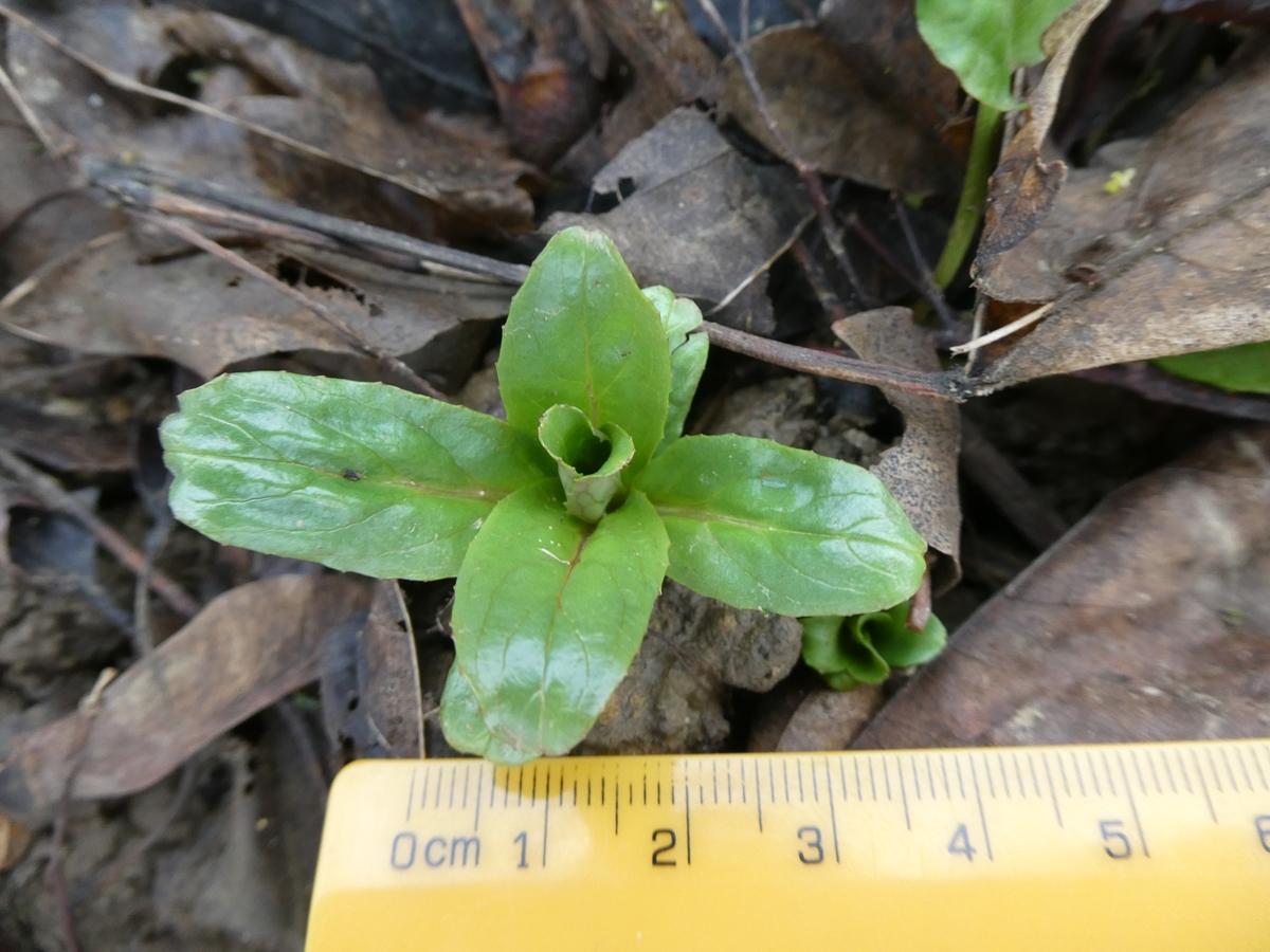 Epilobium Hirsutum