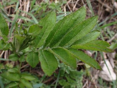 Sambucus ebulus (2)
