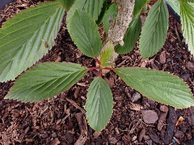 Viburnum farreri