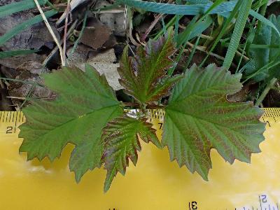 Viburnum opulus (2)