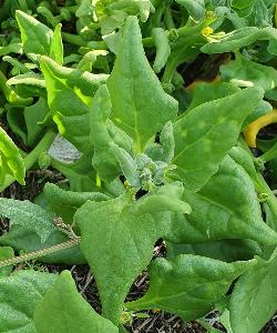 Tetragonia tetragonioides