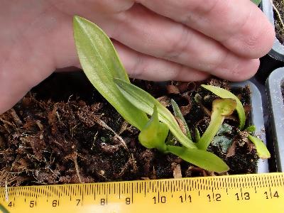 Sagittaria graminea