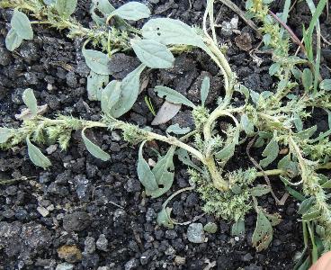 Amaranthus albus (3)