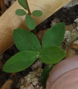 Amaranthus blitum (2)