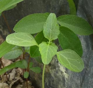 Amaranthus blitum (3)
