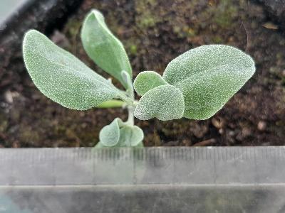 Atriplex pedunculata