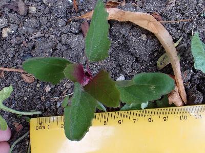 Chenopodium giganteum