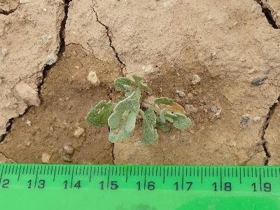 Chenopodium vulvaria (2)