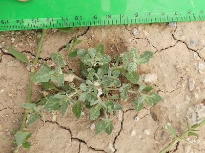 Chenopodium vulvaria (3)