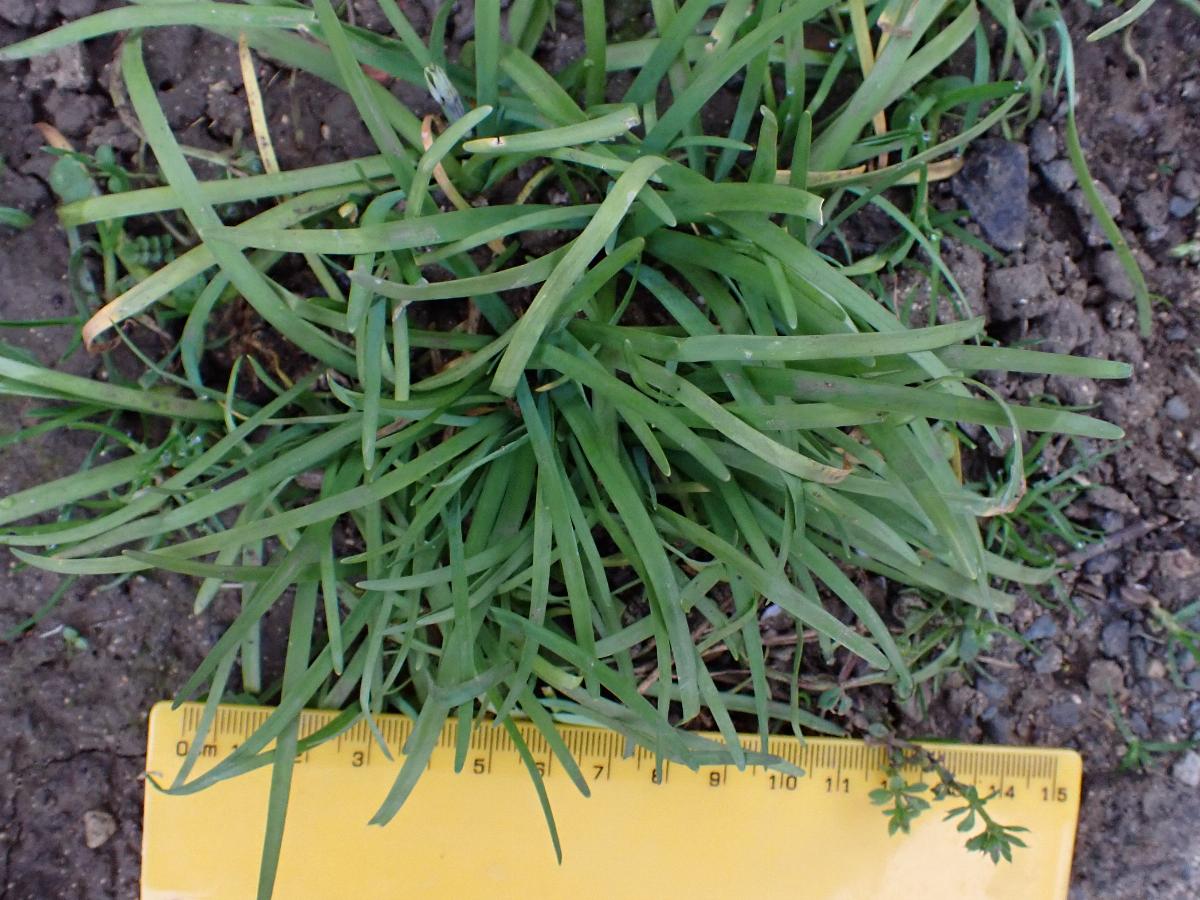 Tristagma uniflorum -  select me for a larger image