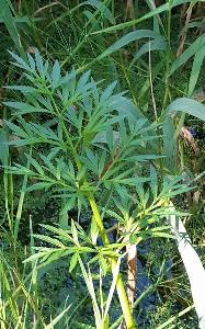 Cicuta virosa (2)