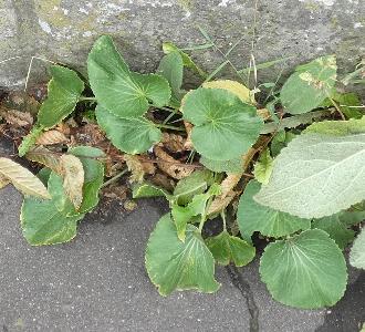 Eryngium giganteum (1)