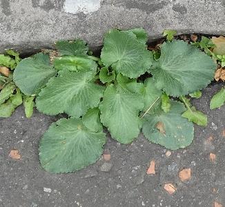 Eryngium giganteum (2)