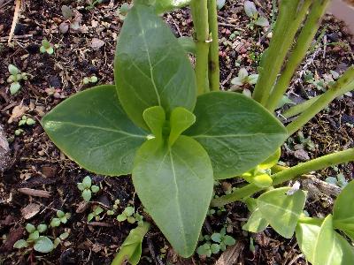 Vinca difformis