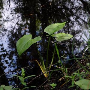 Calla palustris (1)