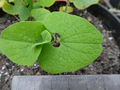 Aristolochia clematitis