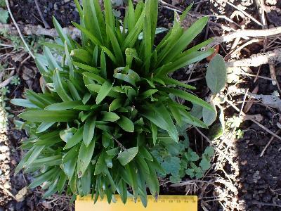 Hyacinthoides italica