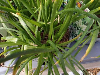 Ornithogalum nutans (1)