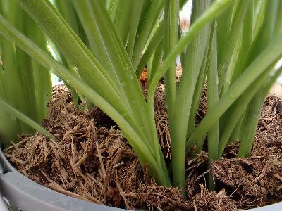 Ornithogalum nutans (2)