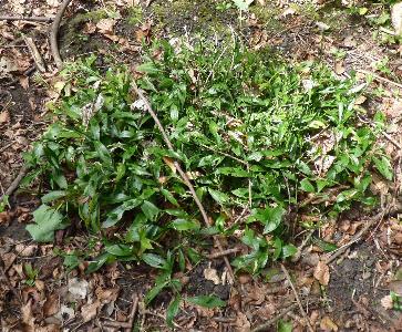 Ruscus hypoglossum (1)