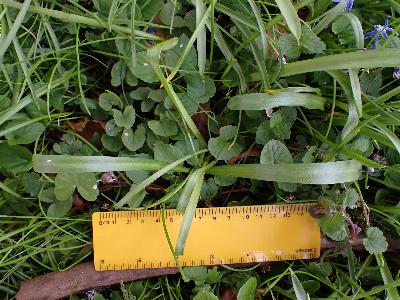 Scilla forbesii