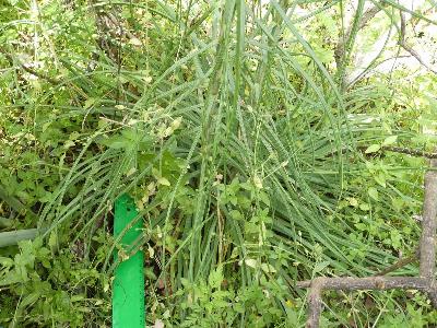 Asphodeline lutea