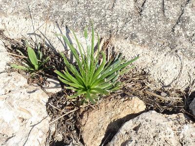 Asphodelus fistulosus (3)