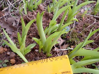 Hemerocallis lilioasphodelus (1)