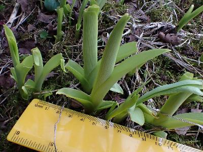 Hemerocallis lilioasphodelus (2)