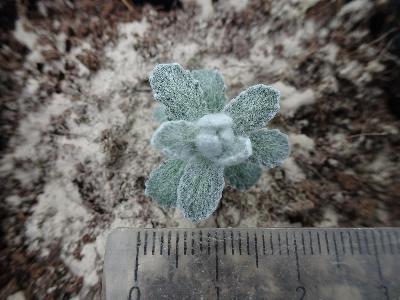 Achillea maritima