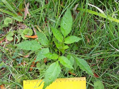 Bidens frondosa