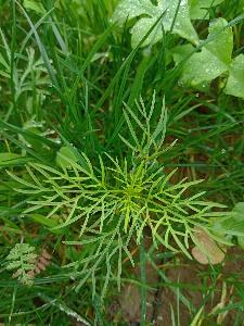 Cosmos bipinnatus