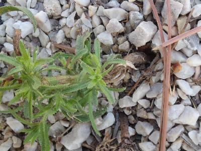 Dittrichia graveolens (2)