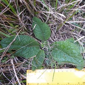 Inula conyzae (1)