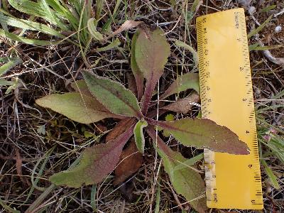 Inula conyzae (2)