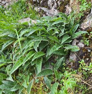 Saussurea alpina
